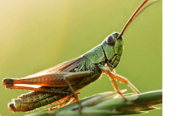 grasshopper