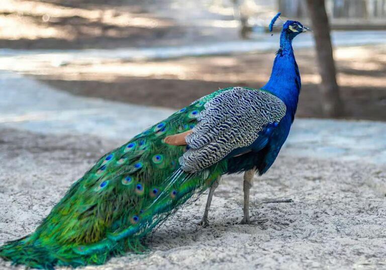 peacock
